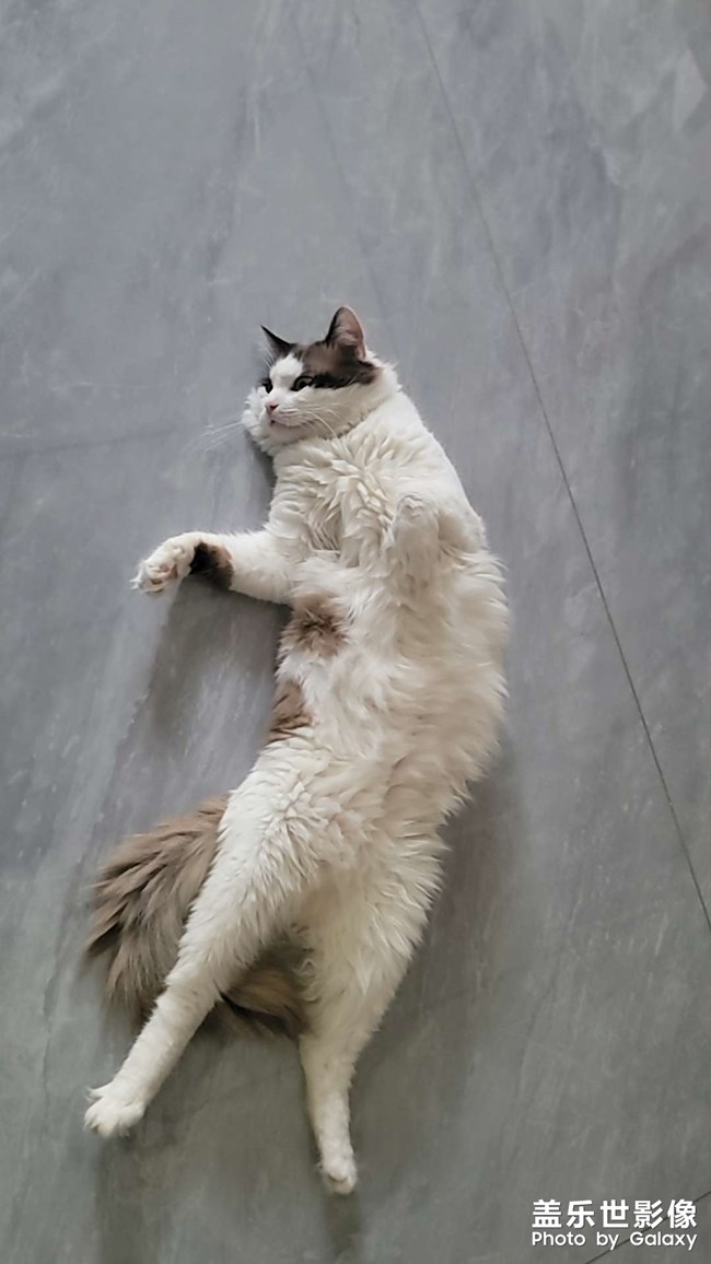 小可爱