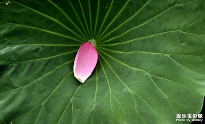 2025年深圳洪湖公园赏荷花