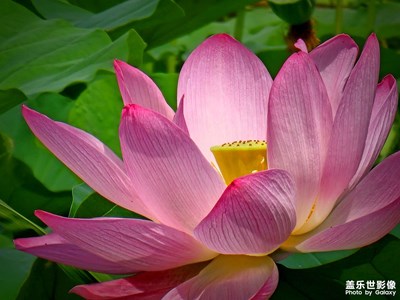 【远与近】+荷与云