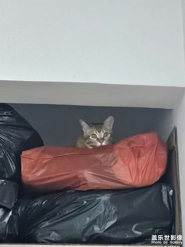 猫咪