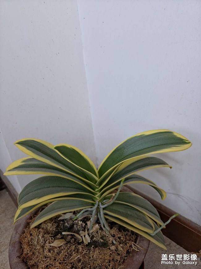 养了两年的蝴蝶兰