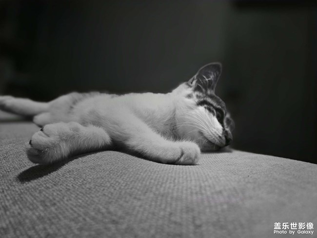 那只陪伴多时的猫悄然离去了