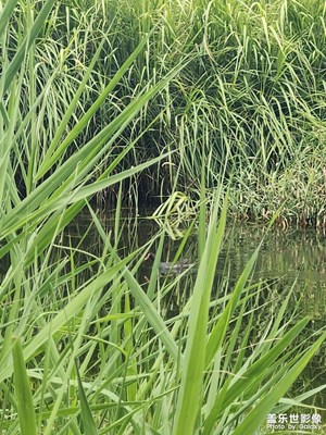 夏天还没走远，就开始怀念夏天啦