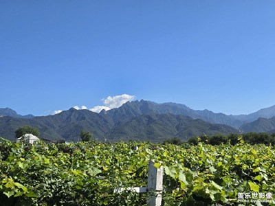 【透过镜头感受世界】+葡萄