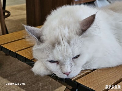 被我拍照打扰了的小猫咪