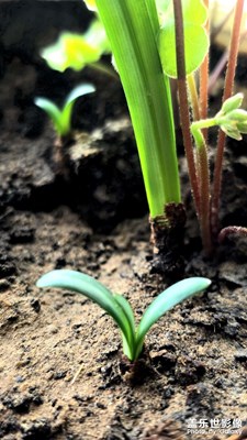 【拍出生命力】诗行