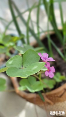 【拍出生命力】三叶草