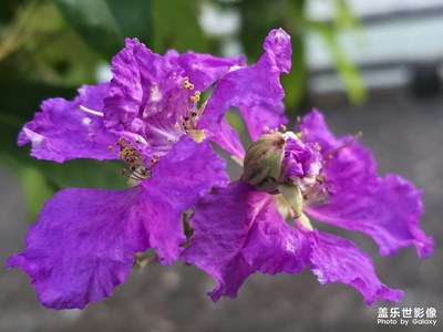 紫薇花