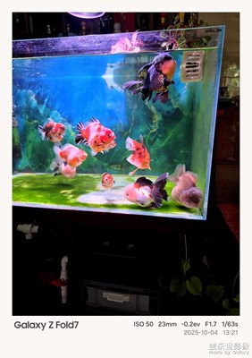 鱼缸中的生态系统