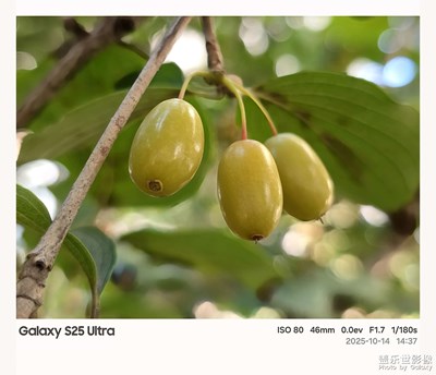 【小团圆】+茱萸红，秋意浓