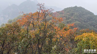 【秋日丽影】大山里的红黄绿