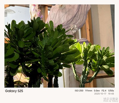 《节日盛景》—镜框下的节假日