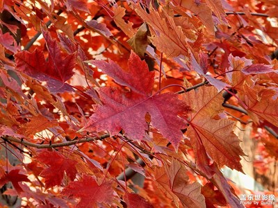 【秋日丽影】+红叶枫了