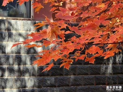 【秋尾拾光】+金色时光