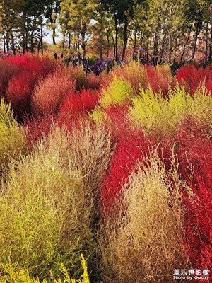 【秋尾拾光】二探地肤公园