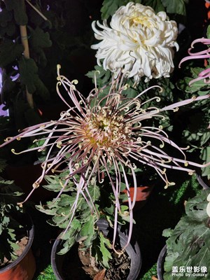 【秋尾拾光】秋菊