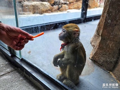 【奇妙的视角】Galaxy S25Ultra视角下的动物