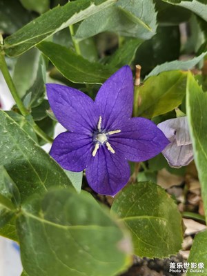 【城市生命】+绿植