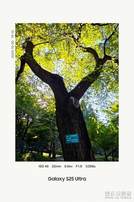 【城市生命力】+余华和铁生的树