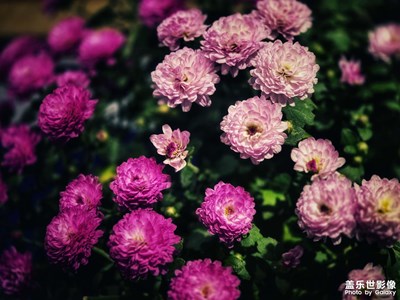 【色彩对话】+秋之菊韵