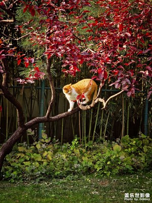 【色彩对话】+猫