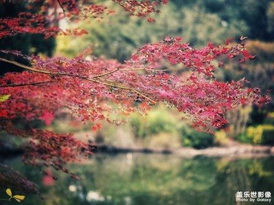 【拍有意境】+枫叶红了