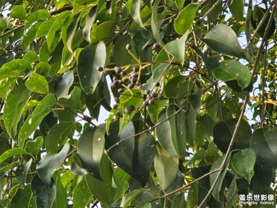 【初冬限定帧】初冬的植物们