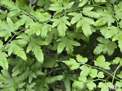 【以光影,敬新年】一路的绿意