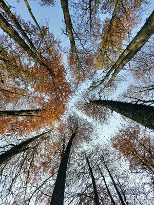 【镜头里的故事】年轮里的时光诗