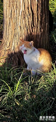 【沐浴阳光的小猫】Galaxy S25 Ultra长焦