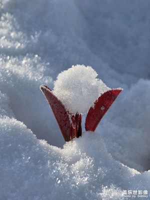 【身边的小自然】雪的问候