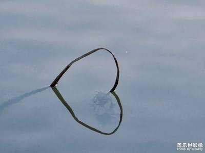 【不期而遇的美】湖中残荷