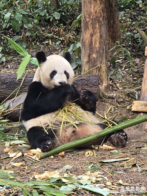成都大熊猫太萌
