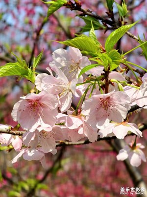 【行摄正月里】镜头里的新春花事