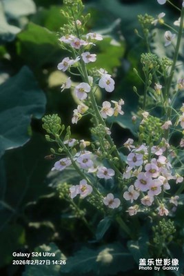 【行摄正月里】油菜花海