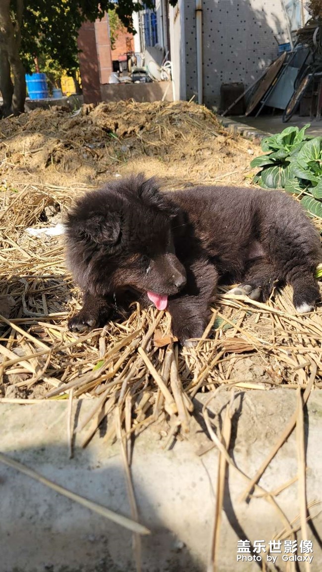 还是这种好养活