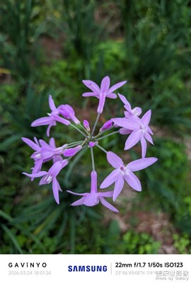 【光影一刻】紫娇花‌开