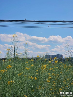 春天有一种美叫油菜花开